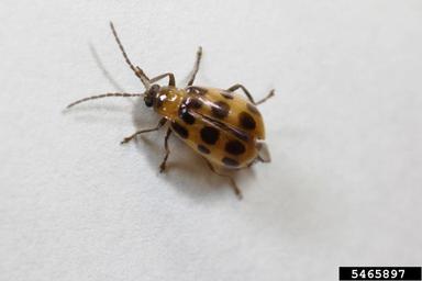 spotted cucumber beetle, Diabrotica undecimpunctata howardi (Coleoptera: Chrysomelidae) - 5465897