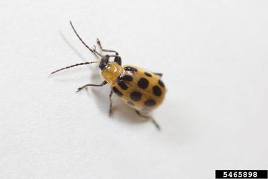 spotted cucumber beetle, Diabrotica undecimpunctata howardi (Coleoptera: Chrysomelidae) - 5465898