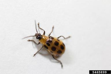 spotted cucumber beetle, Diabrotica undecimpunctata howardi (Coleoptera: Chrysomelidae) - 5465899