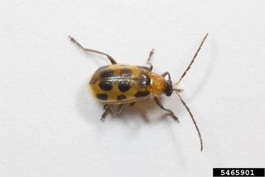 spotted cucumber beetle, Diabrotica undecimpunctata howardi (Coleoptera: Chrysomelidae) - 5465901