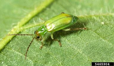 northern corn rootworm (Diabrotica barberi ) on soybean (Glycine max ) - 5465904