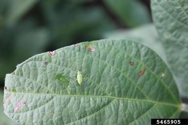 northern corn rootworm (Diabrotica barberi ) on soybean (Glycine max ) - 5465905