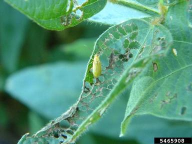 northern corn rootworm (Diabrotica barberi ) on soybean (Glycine max ) - 5465908