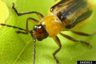 western corn rootworm (Diabrotica virgifera virgifera) on soybean (Glycine max ) - 5465913