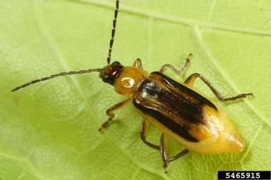 western corn rootworm (Diabrotica virgifera virgifera) on soybean (Glycine max ) - 5465915
