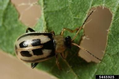 bean leaf beetle (Cerotoma trifurcata ) on soybean (Glycine max ) - 5465925