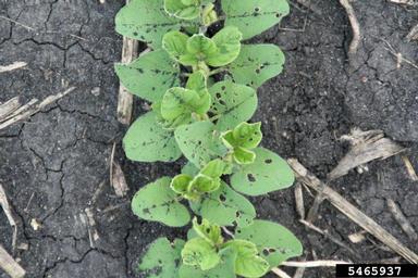 bean leaf beetle (Cerotoma trifurcata ) on soybean (Glycine max ) - 5465937