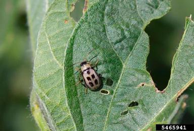 bean leaf beetle (Cerotoma trifurcata ) on soybean (Glycine max ) - 5465941