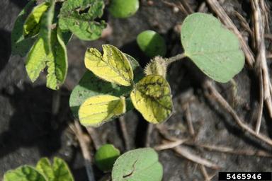 iron deficiency (  ) on soybean (Glycine max ) - 5465946