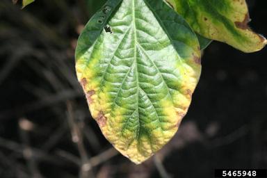 potassium deficiency (  ) on soybean (Glycine max ) - 5465948