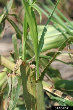 hail (  ) on corn (Zea mays ) - 5465952