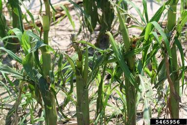 hail (  ) on corn (Zea mays ) - 5465956