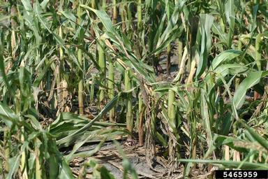 hail (  ) on corn (Zea mays ) - 5465959