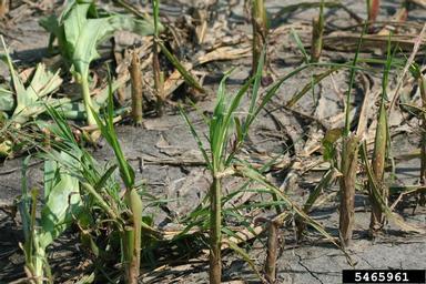 hail (  ) on corn (Zea mays ) - 5465961