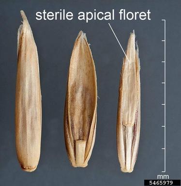 perennial ryegrass, Lolium perenne  (Cyperales: Poaceae) - 5465979