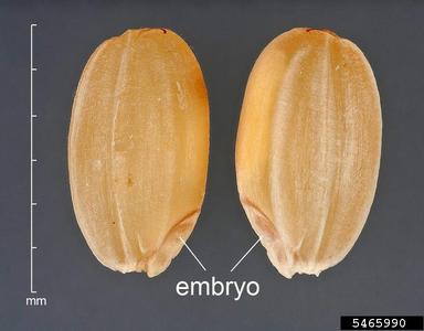 rice, Oryza sativa  (Cyperales: Poaceae) - 5465990