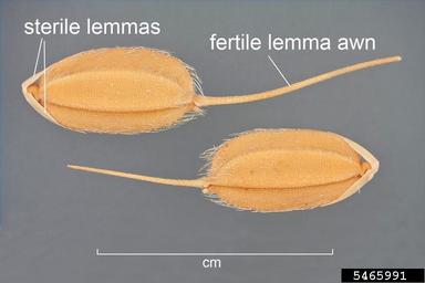 rice, Oryza sativa  (Cyperales: Poaceae) - 5465991
