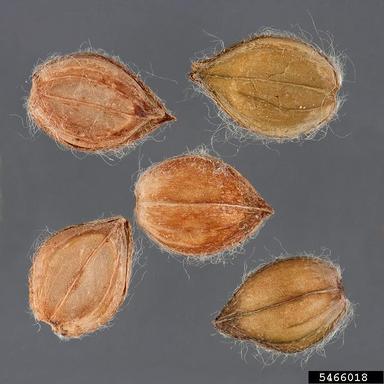dallisgrass, Paspalum dilatatum  (Cyperales: Poaceae) - 5466018