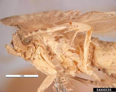 Oriental fruit moth, Grapholita molesta  (Lepidoptera: Tortricidae) - 5466035
