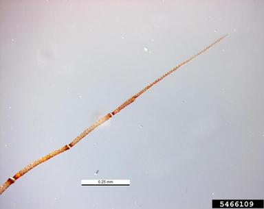 crescentmarked lily aphid, Neomyzus circumflexus  (Hemiptera: Aphididae) - 5466109