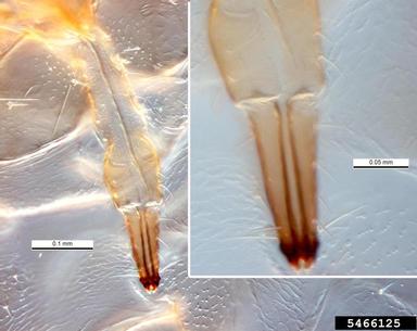 foxglove aphid, Aulacorthum solani  (Hemiptera: Aphididae) - 5466125