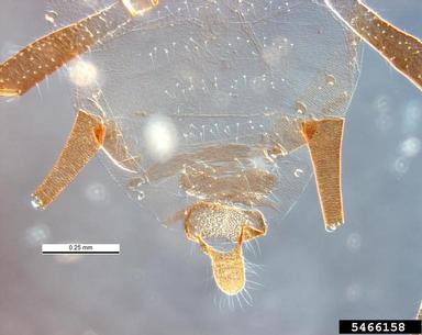 brown citrus aphid, Toxoptera citricida  (Hemiptera: Aphididae) - 5466158