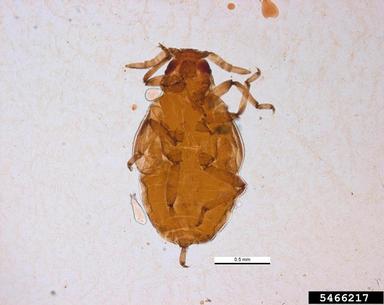 lettuce root aphid, Pemphigus bursarius  (Hemiptera: Aphididae) - 5466217