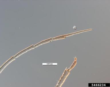 ornate aphid, Myzus ornatus  (Hemiptera: Aphididae) - 5466234