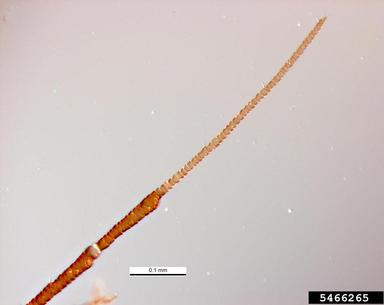 mealy plum aphid, Hyalopterus pruni  (Hemiptera: Aphididae) - 5466265