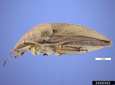wheat shield bug, Eurygaster austriaca  (Hemiptera: Scutelleridae) - 5466363