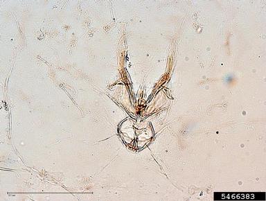 San Jose scale, Diaspidiotus perniciosus  (Hemiptera: Diaspididae) - 5466383