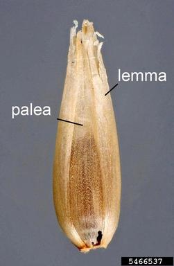 buffelgrass, Pennisetum ciliare  (Cyperales: Poaceae) - 5466537