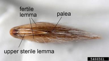 littleseed canarygrass, Phalaris minor  (Cyperales: Poaceae) - 5466561