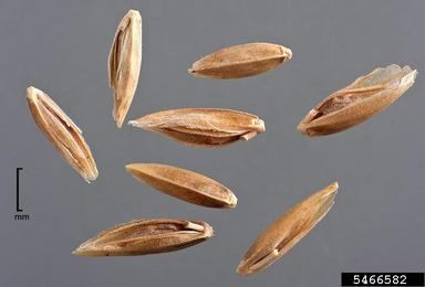 Kentucky bluegrass, Poa pratensis ssp. pratensis (Cyperales: Poaceae) - 5466582