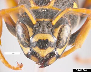 Asian paper wasp, Polistes chinensis antennalis (Hymenoptera: Vespidae) - 5466604