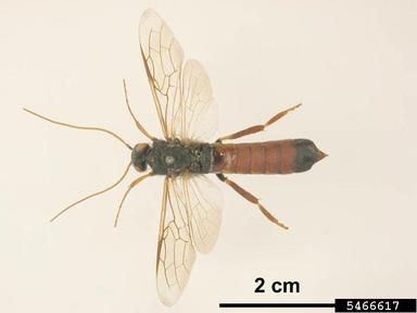 wood wasp, Urocerus gigas  (Hymenoptera: Siricidae) - 5466617