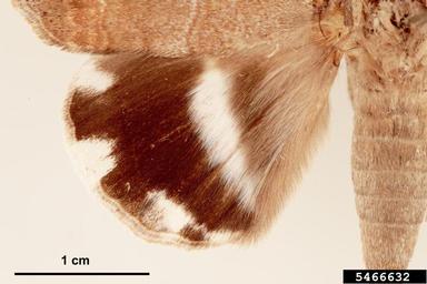 croton caterpillar, Achaea janata  (Lepidoptera: Erebidae) - 5466632