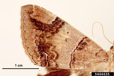 croton caterpillar, Achaea janata  (Lepidoptera: Erebidae) - 5466635