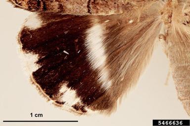 croton caterpillar, Achaea janata  (Lepidoptera: Erebidae) - 5466636
