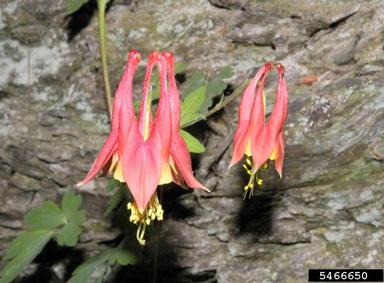 red columbine, Aquilegia canadensis  (Ranunculales: Ranunculaceae) - 5466650