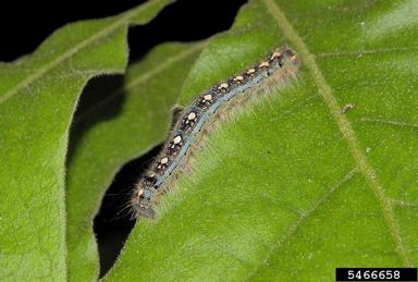 forest tent caterpillar, Malacosoma disstria  (Lepidoptera: Lasiocampidae) - 5466658