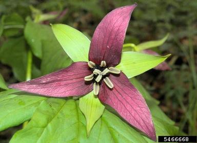 wakerobin, Trillium erectum var. erectum (Liliales: Liliaceae) - 5466668