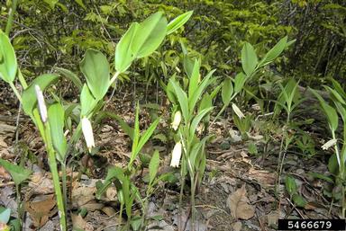 largeflower bellwort, Uvularia grandiflora  (Liliales: Liliaceae) - 5466679