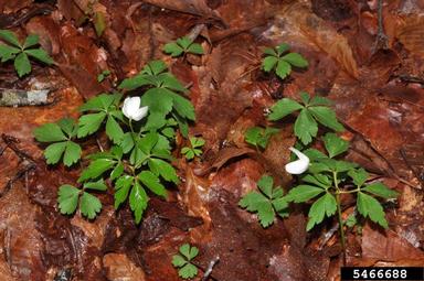 wood anemone, Anemone quinquefolia  (Ranunculales: Ranunculaceae) - 5466688