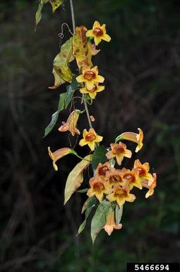 crossvine, Bignonia capreolata  (Scrophulariales: Bignoniaceae) - 5466694