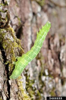 loopers, Chrysodeixis spp.  (Lepidoptera: Noctuidae) - 5466699