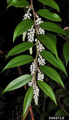 highland doghobble, Leucothoe fontanesiana  (Ericales: Ericaceae) - 5466716