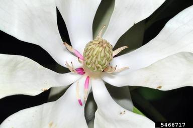 mountain magnolia, Magnolia fraseri  (Magnoliales: Magnoliaceae) - 5466717