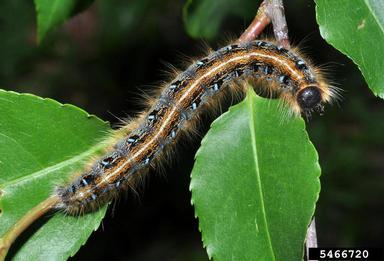 eastern tent caterpillar, Malacosoma americanum  (Lepidoptera: Lasiocampidae) - 5466720