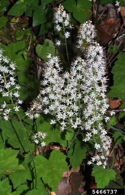 heartleaf foamflower, Tiarella cordifolia  (Rosales: Saxifragaceae) - 5466737